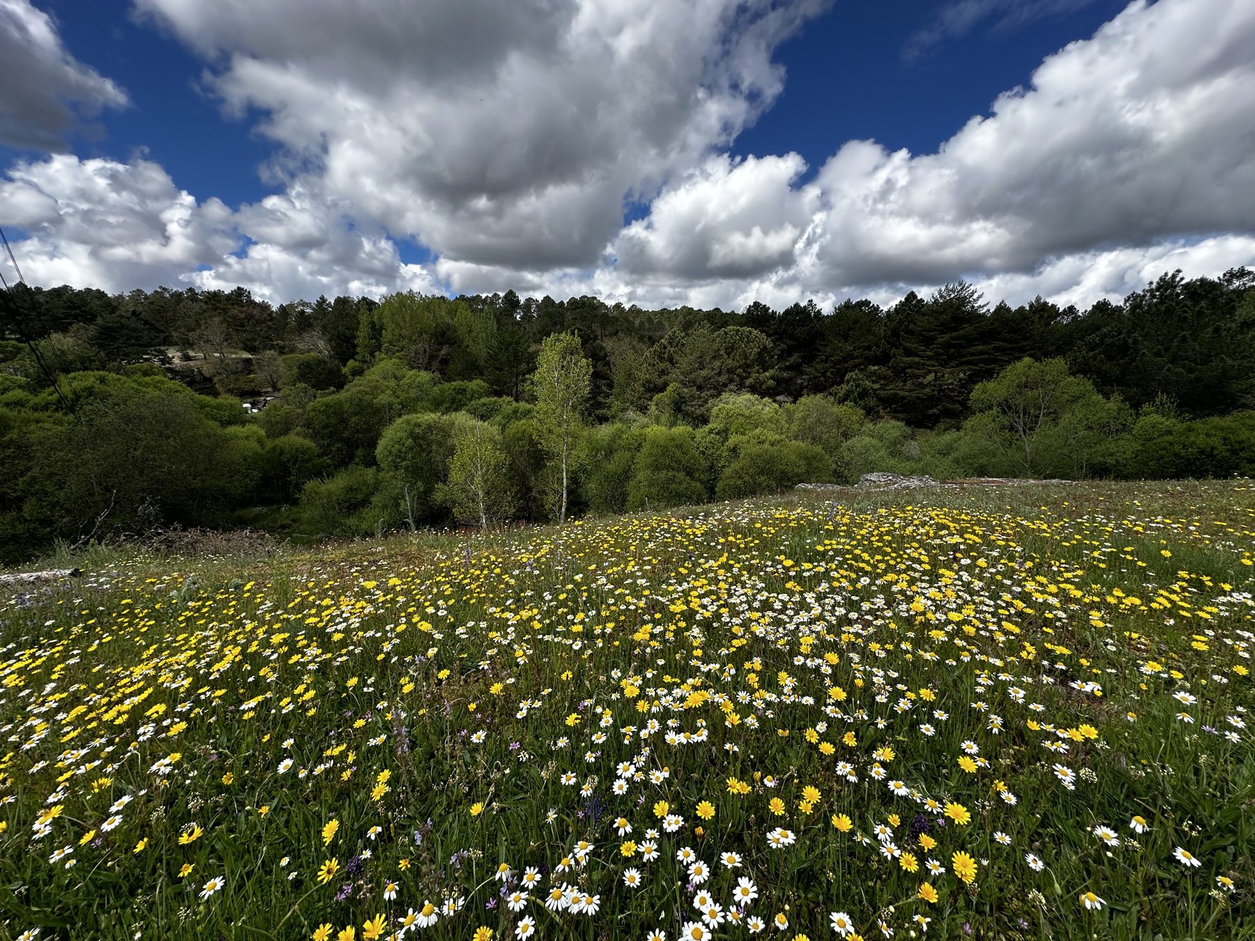 Prado de flores y pinares en el entorno de Muriel Viejo